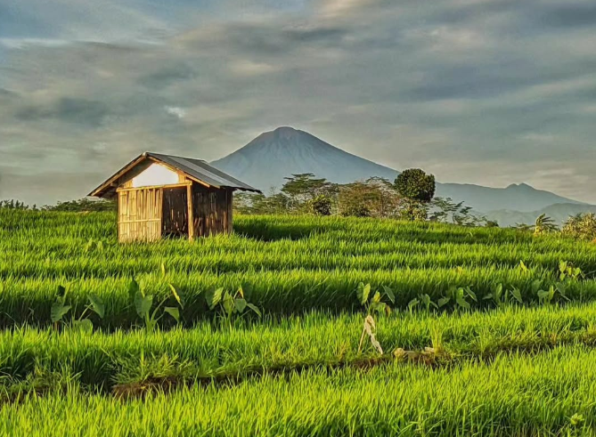 Sawah Pemalang