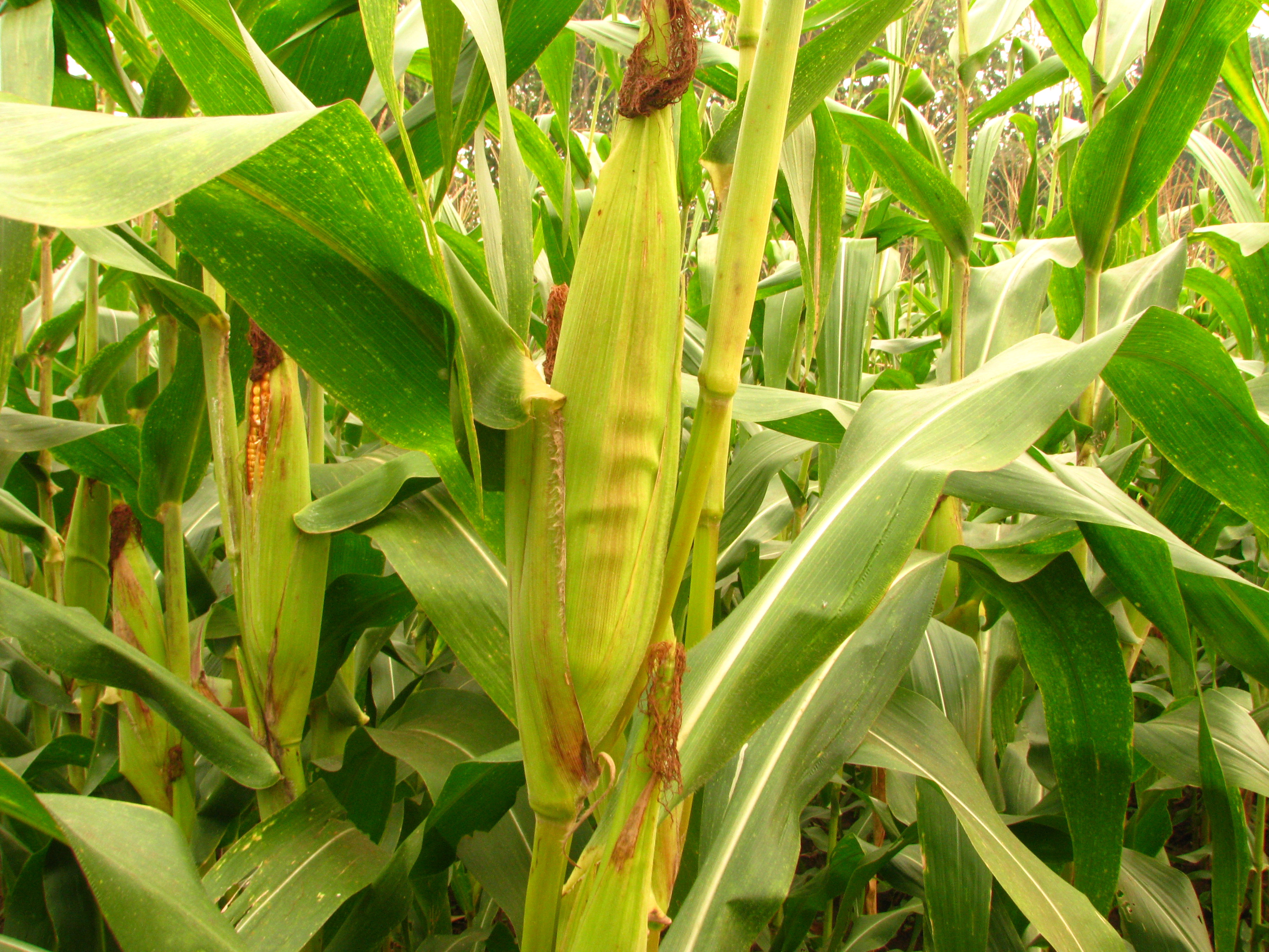 Jagung