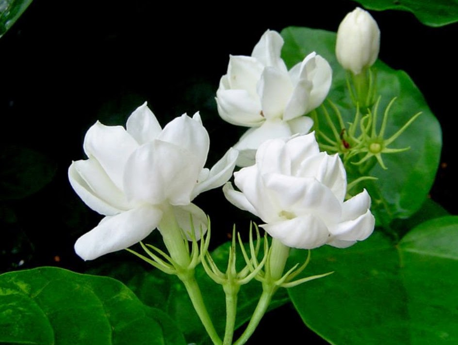 Budidaya Melati