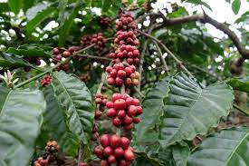 BUDIDAYA KOPI