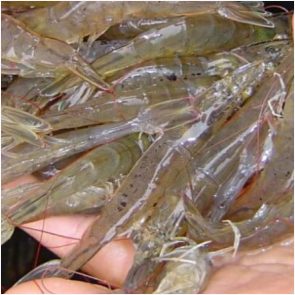 UDANG VANNAME